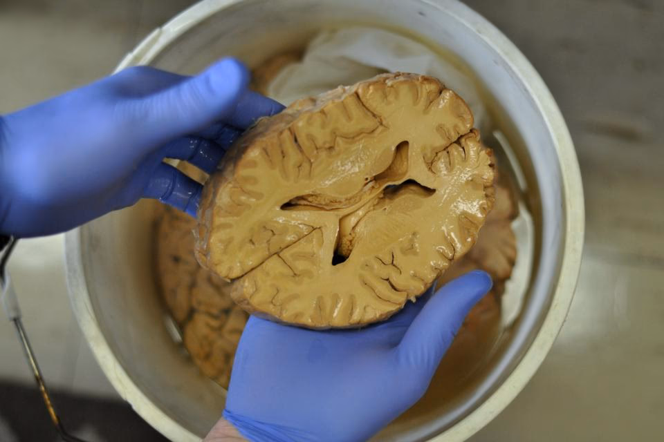Does Barnard have neuroscience?