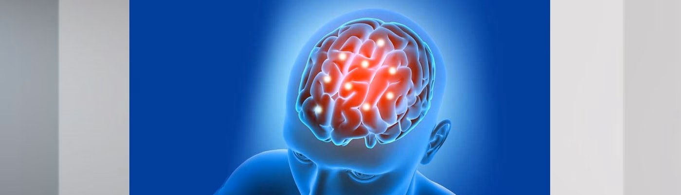 ¿Cómo se relaciona la neuroanatomía con la neurociencia?