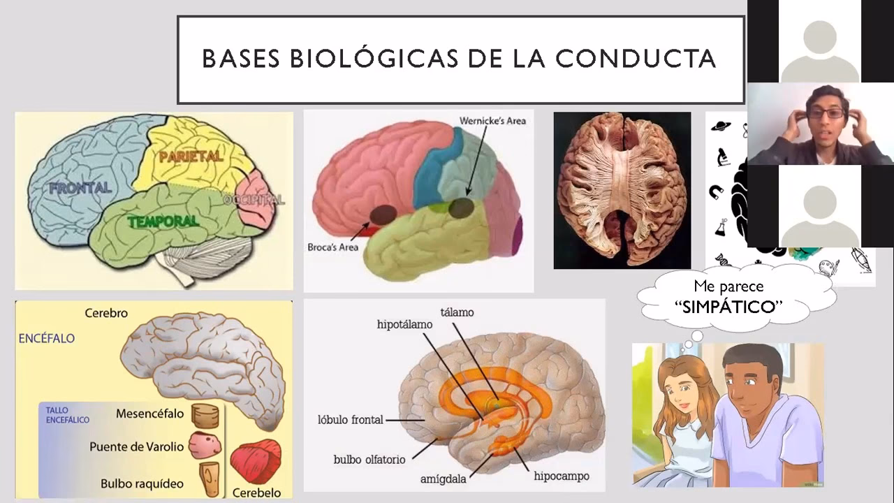 ¿Cuáles son los 4 factores que influyen en el comportamiento humano?
