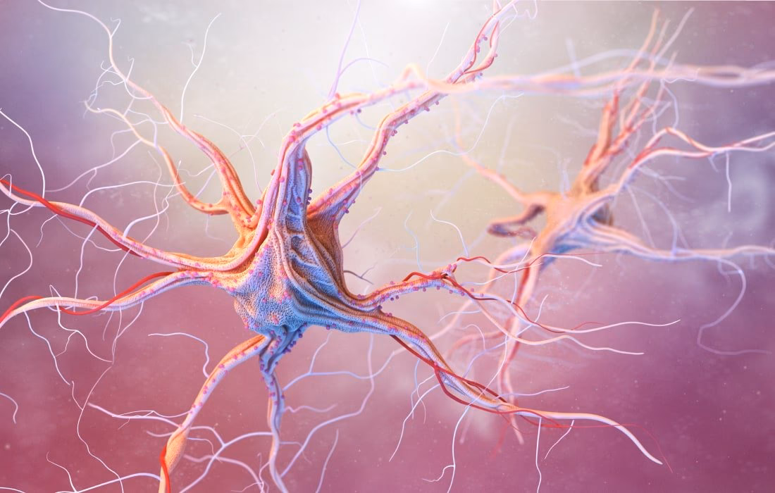 ¿Qué es la neurociencia y las bases biológicas de la conducta?