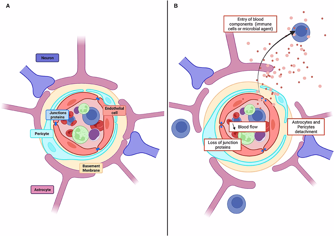 What does BBB mean in the brain?