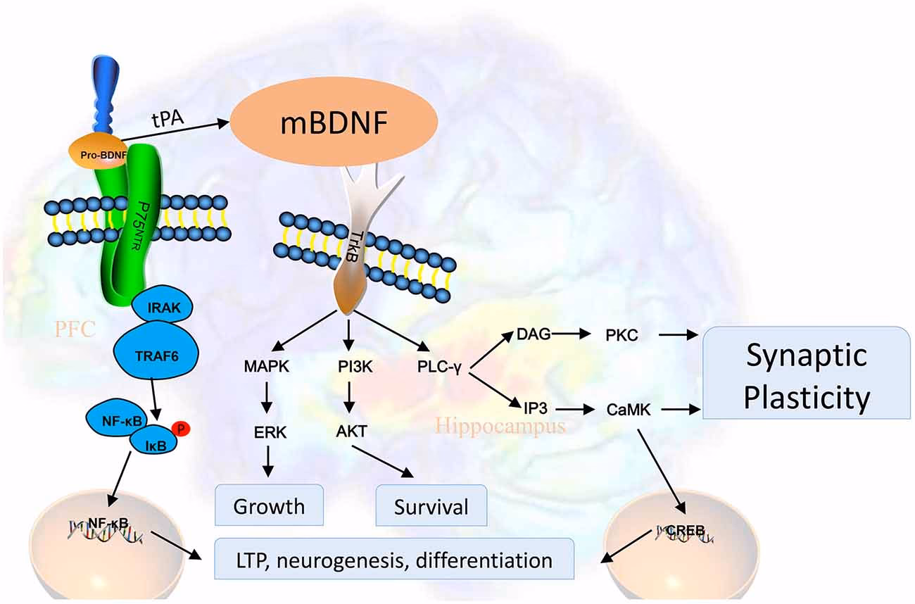 What is BDNF in the brain neuroplasticity?