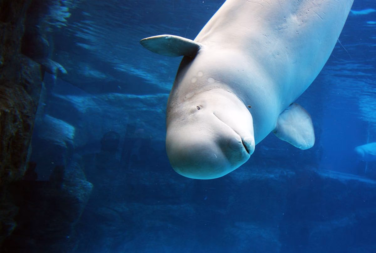 Do cetaceans have complex brains for complex cognition?