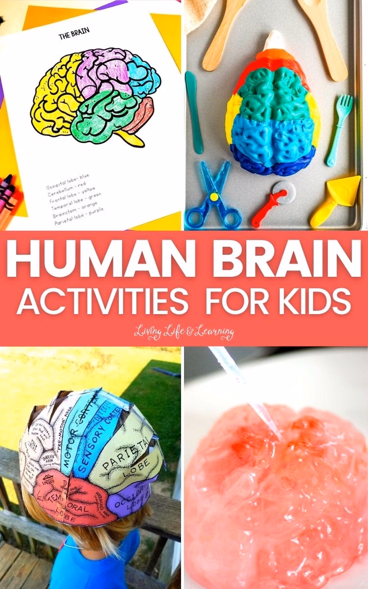 What activities are good for kids frontal lobe?