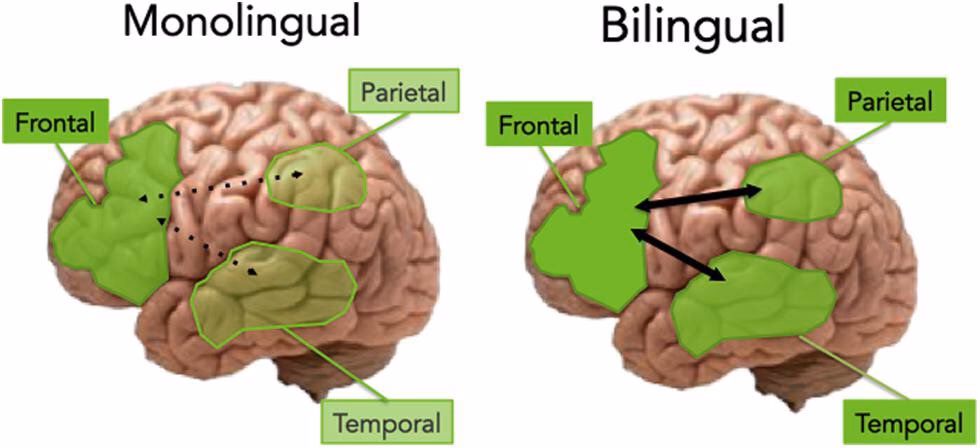 ¿Cuál es un beneficio neurológico del bilingüismo?