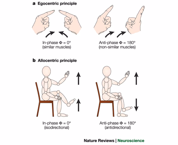 What is a bimanual function?