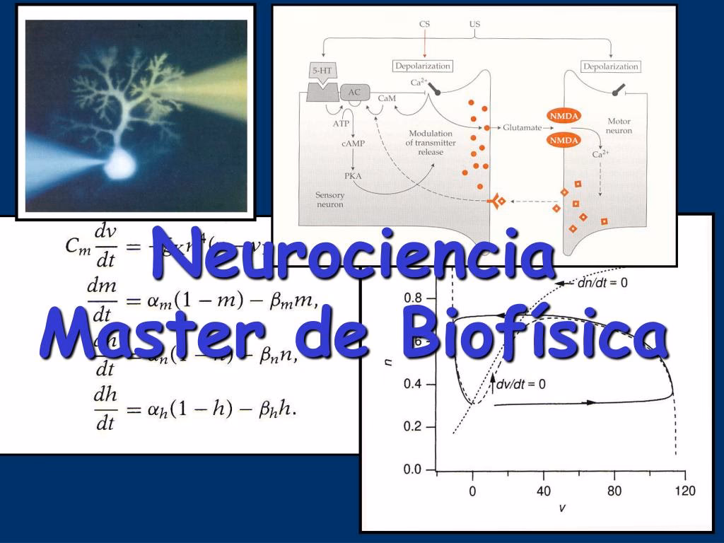 ¿Cuál es la aplicación clave de la biofísica en la neurociencia?