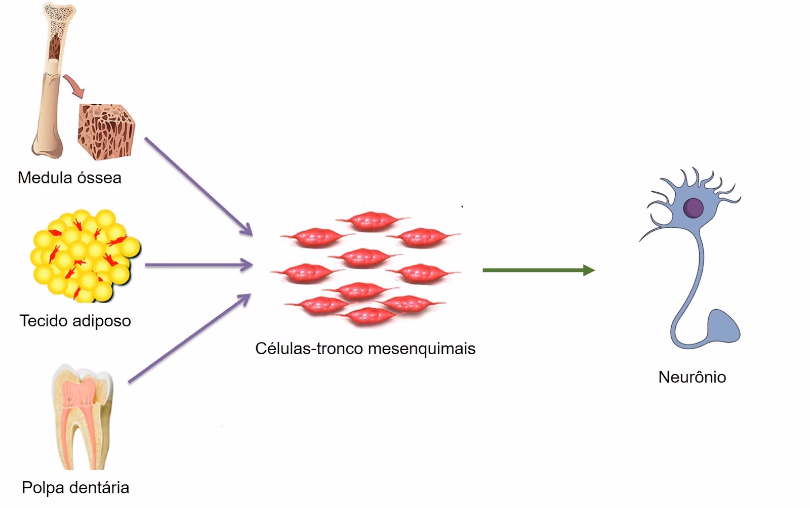 ¿Cómo se utiliza la biotecnología en la neurociencia?