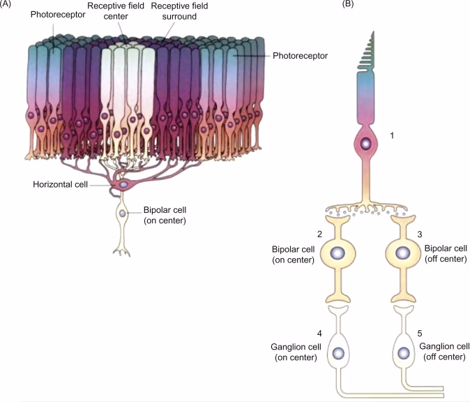 What are bipolar cells in AP Psych?
