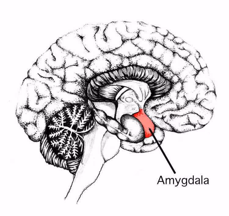 What is the function of the bla?