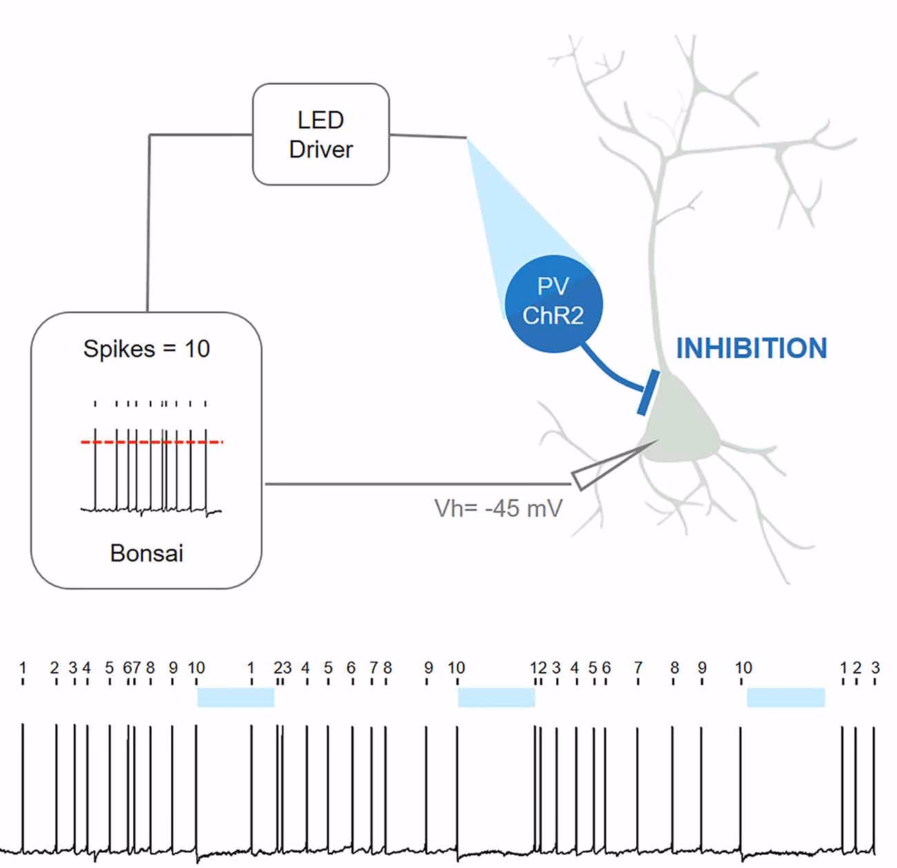 What is bonsai software?