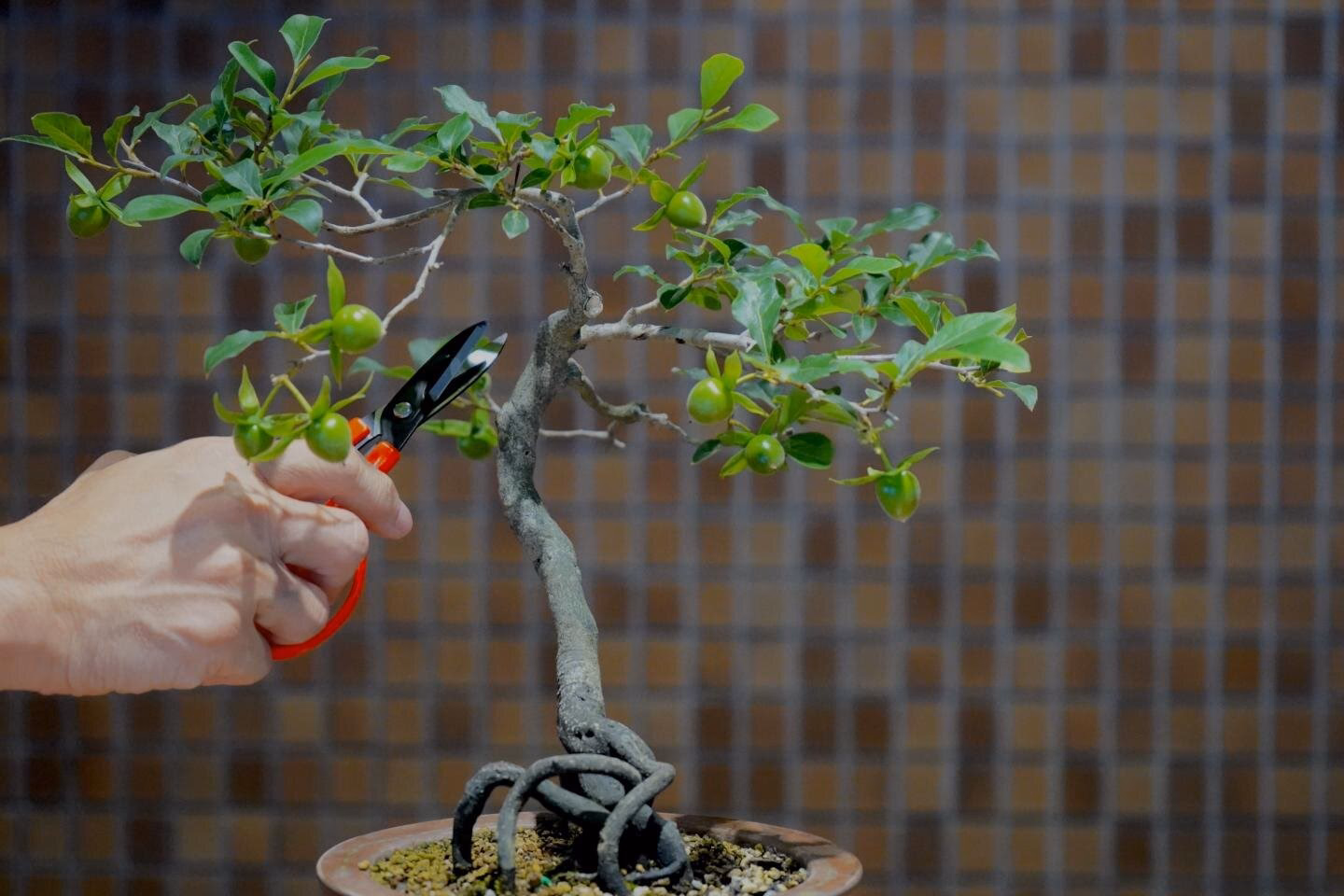 Is bonsai a form of meditation?