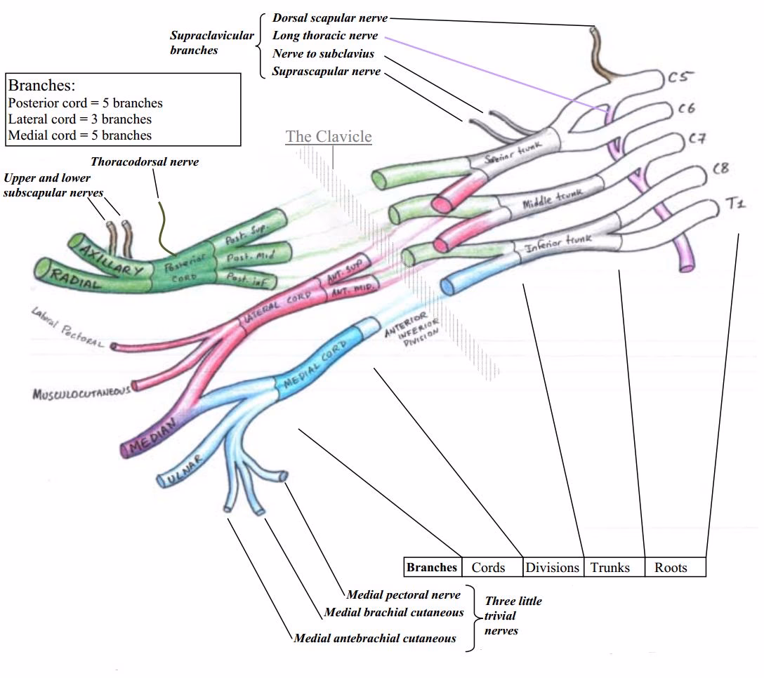 What neurological disorder is the brachial plexus?