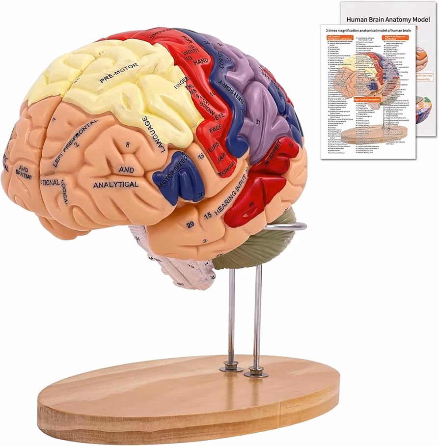 What regions of the brain connect to form the neuro anatomical model of reading?
