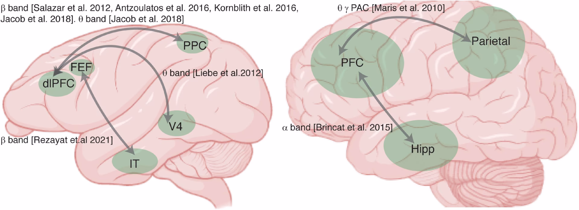 What is the correlation between working memory and intelligence?