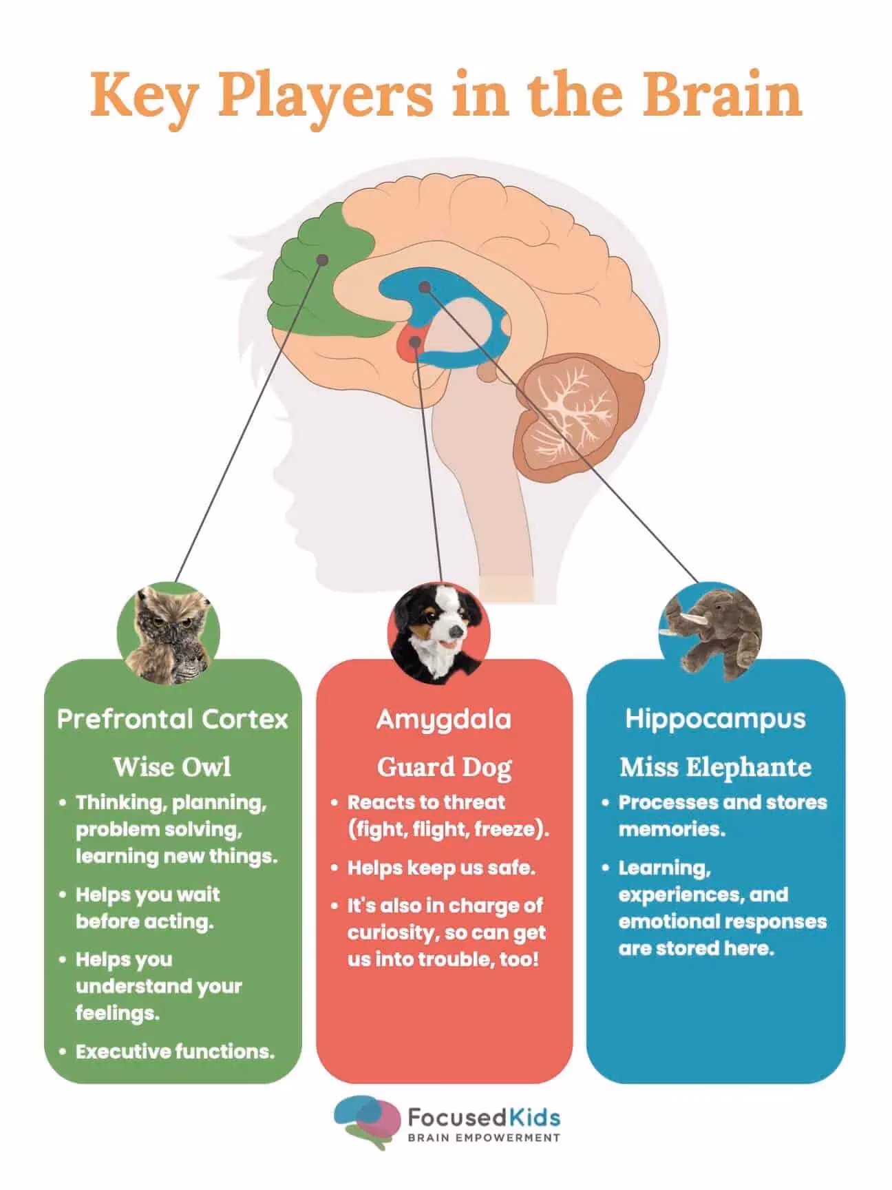 What are the 5 parts of the brain and their functions for kids?
