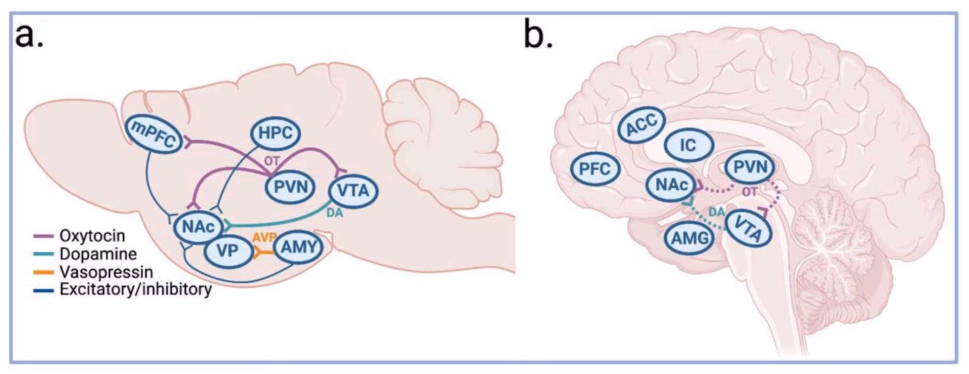 What happens to a man's brain when he's in love?