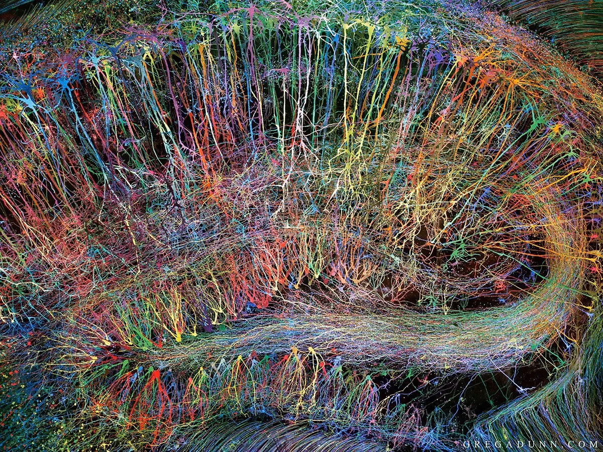 What is the Brainbow technique?