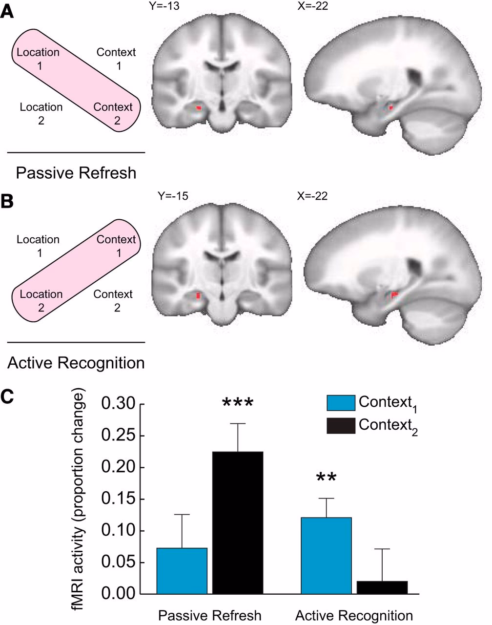 What is the bridge between sensory memory and long-term memory?