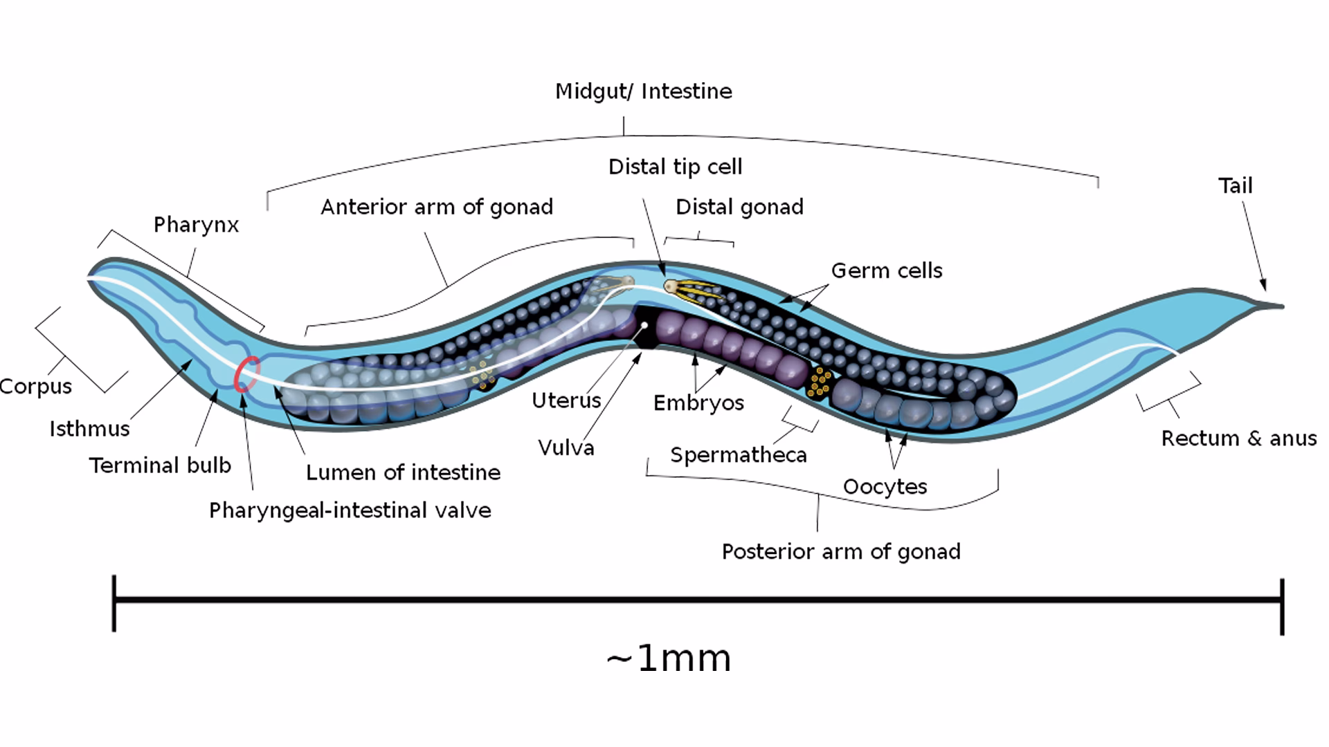 What type of research is C. elegans used for?