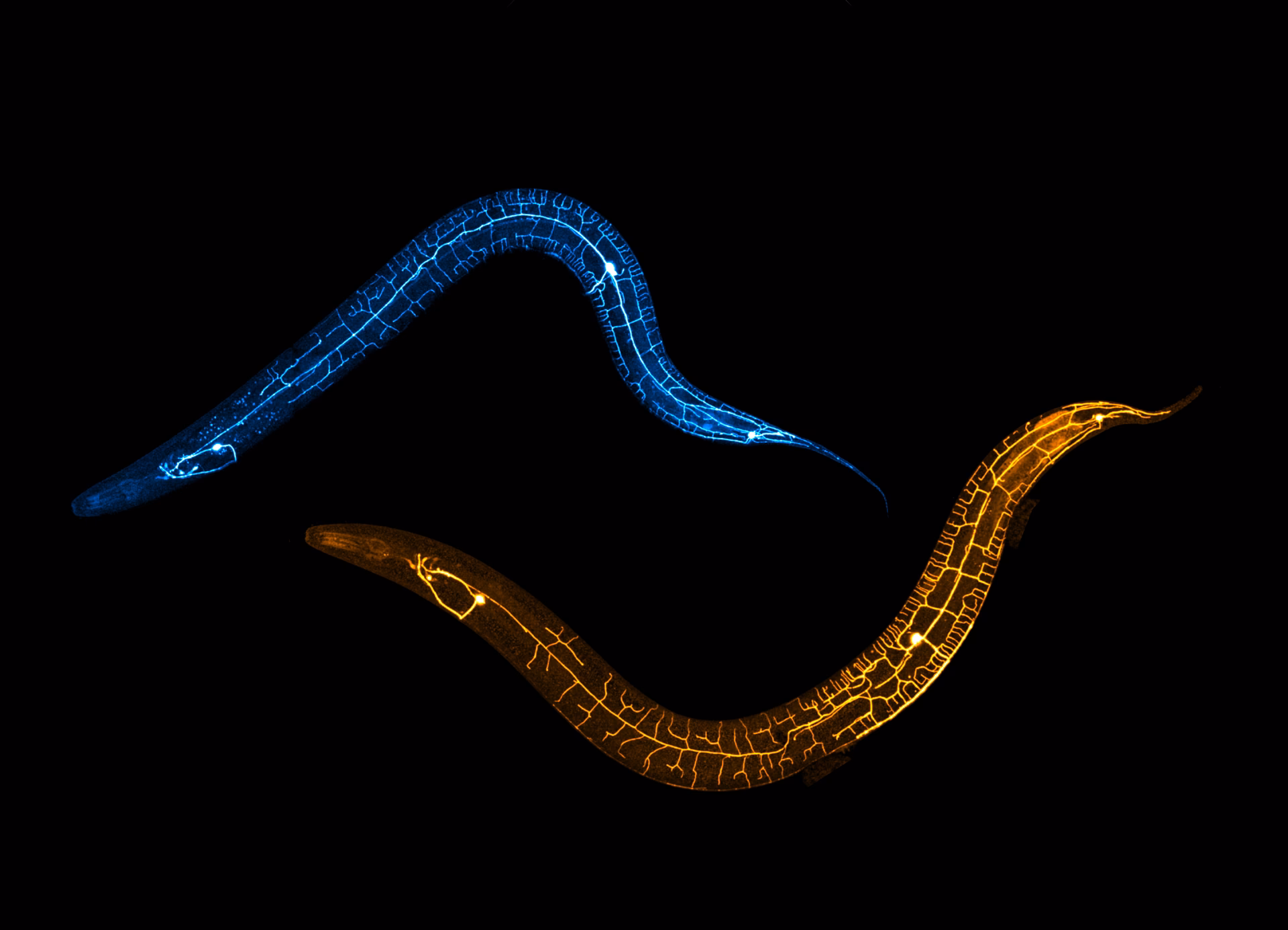 What is the significance of C. elegans?