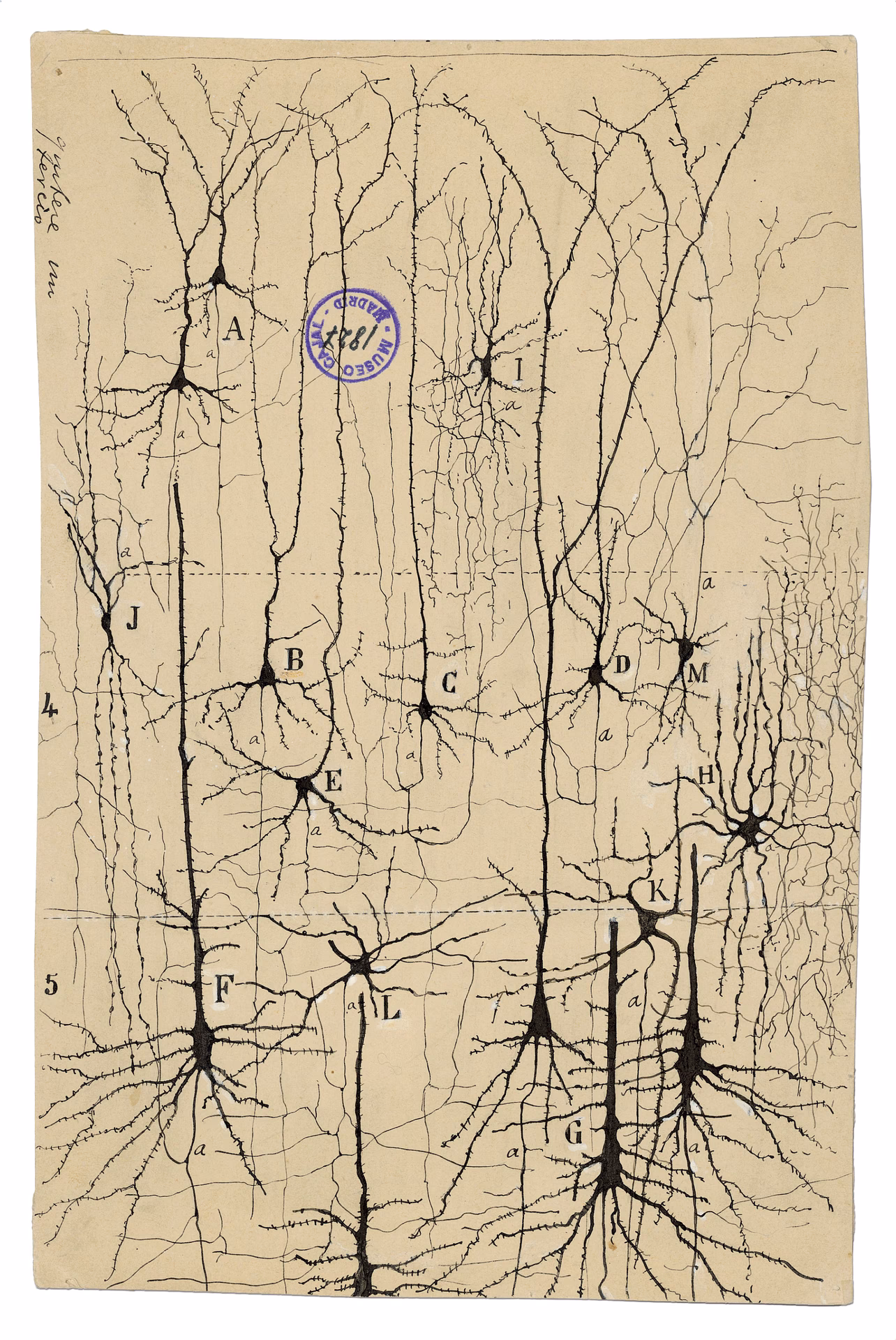 Who is the artist of neuron drawing?
