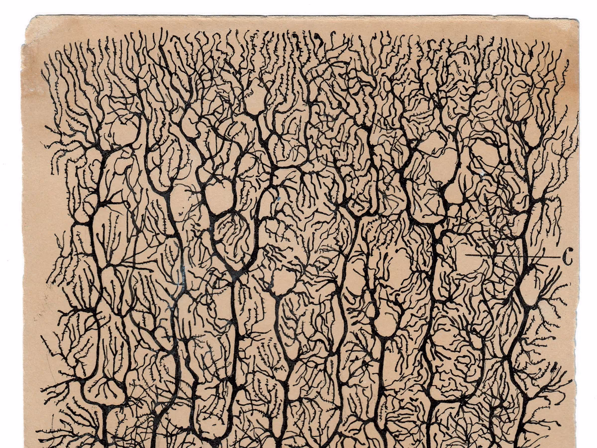 Where is the Cajal located?