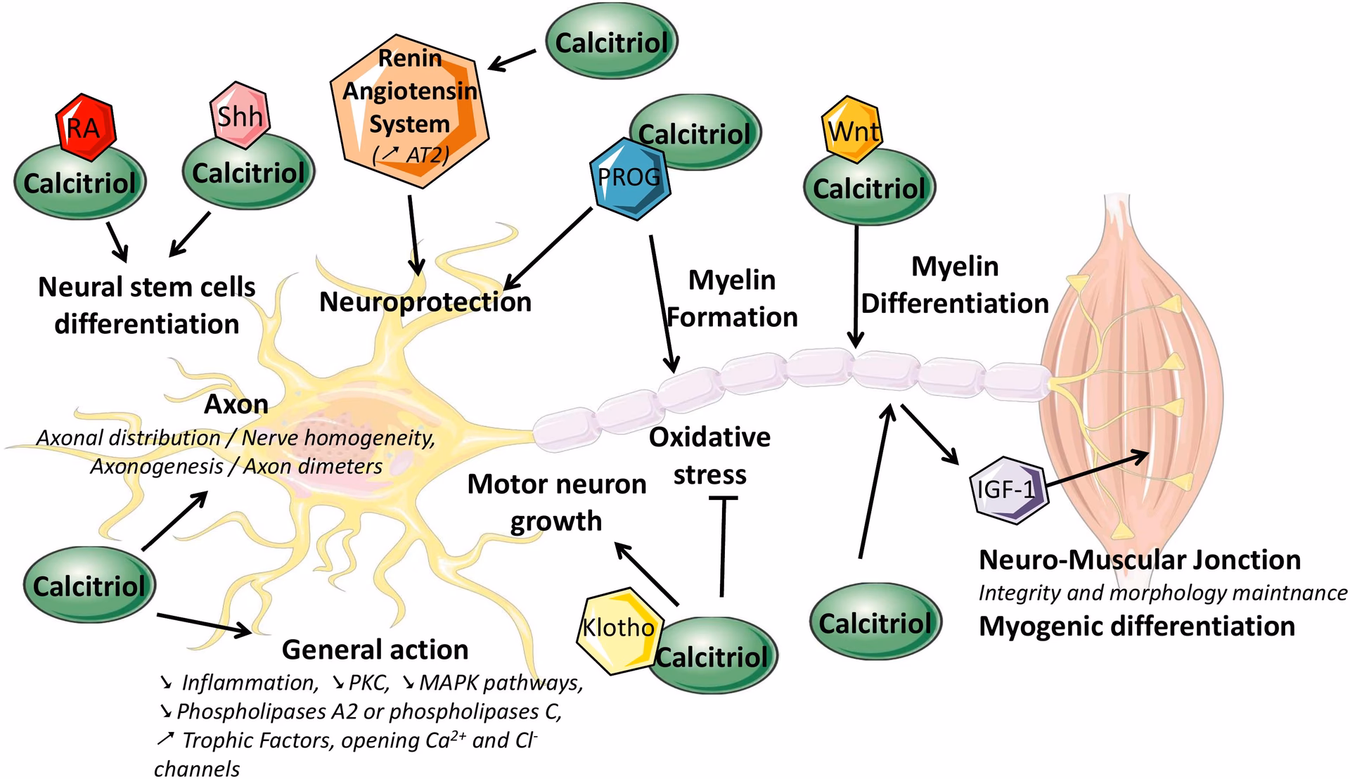 What is calcitriol and its function?