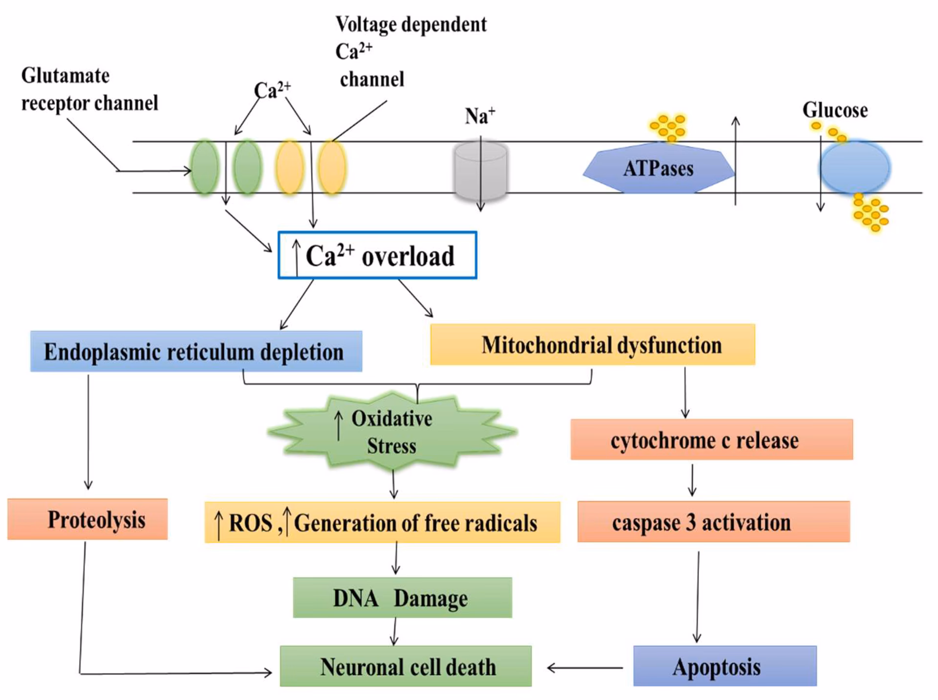 How do calcium channel blockers affect the brain?