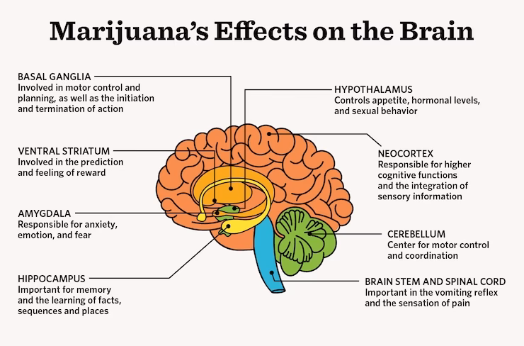 Can psychologist prescribe medical marijuana?