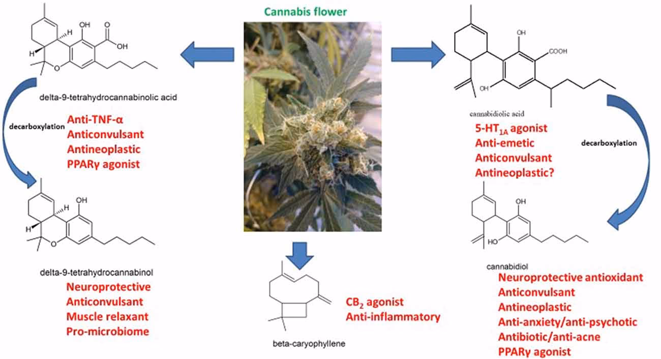 What does cannabidiol do in the brain?