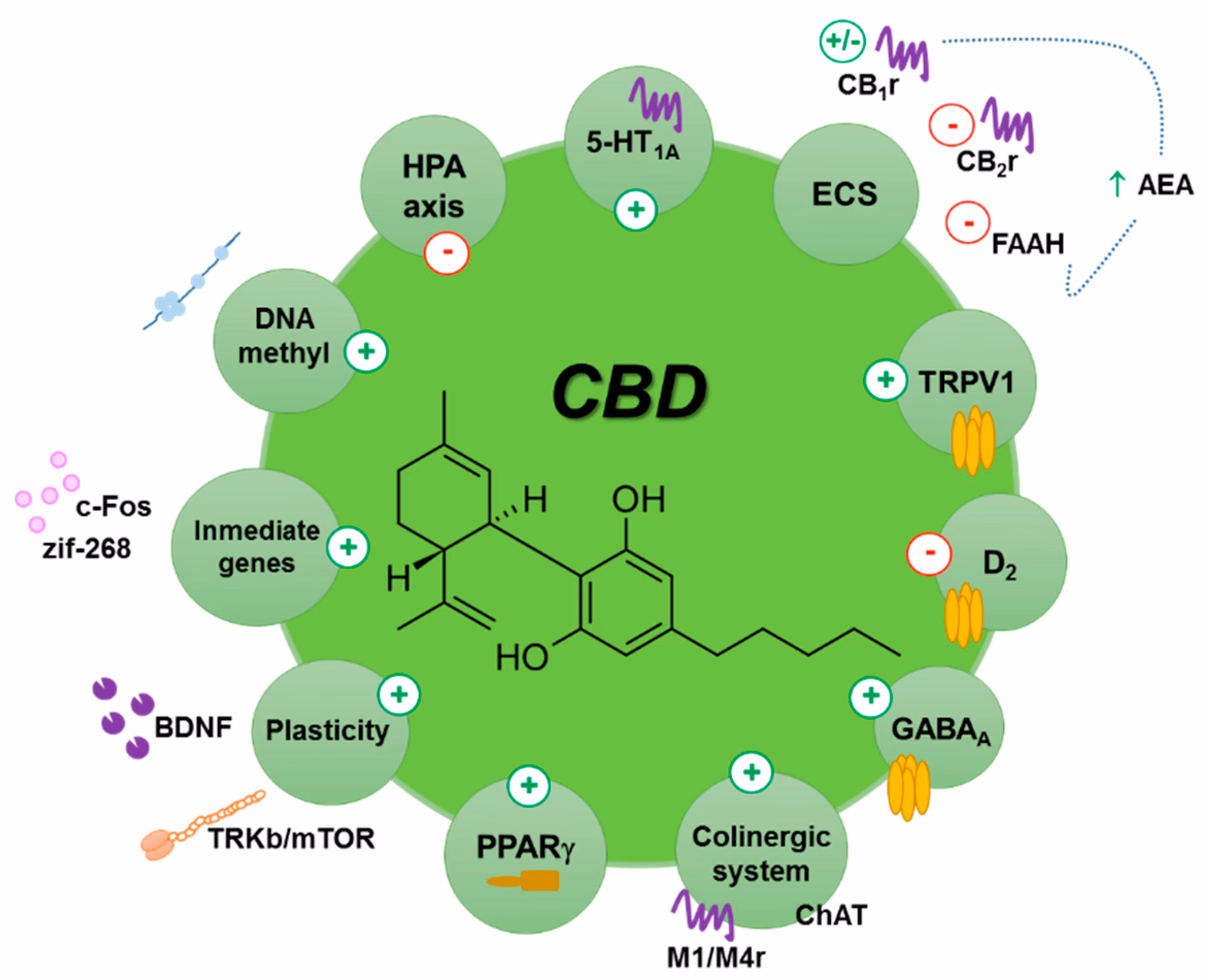 What is the best cannabinoid combination for anxiety?
