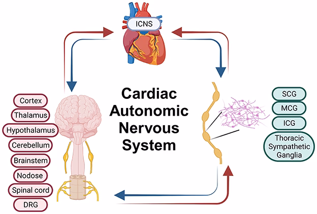 How does the cardiovascular system interact with the brain?