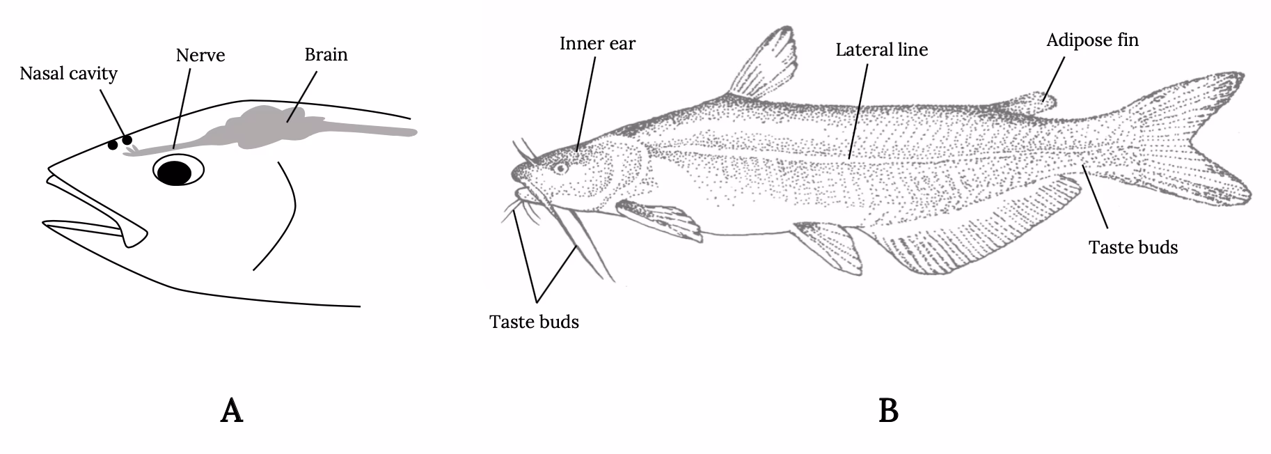 What is the catfish method in neuroscience?