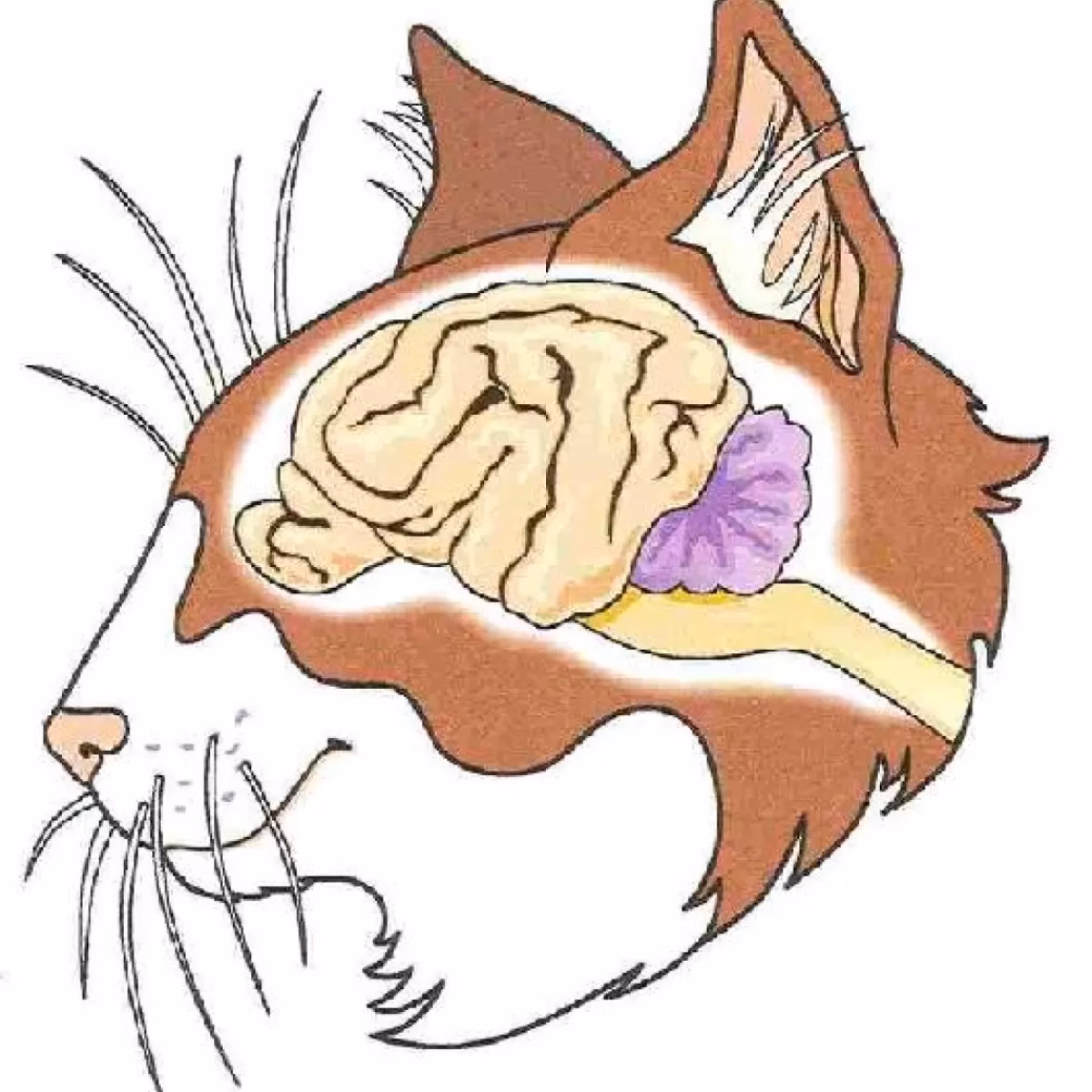 What is the cat experiment in psychology?