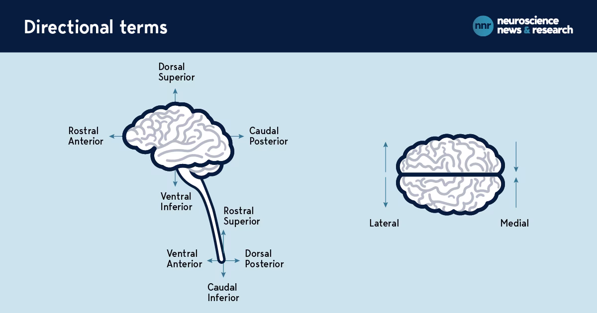 What is rostral vs caudal neuroanatomy?