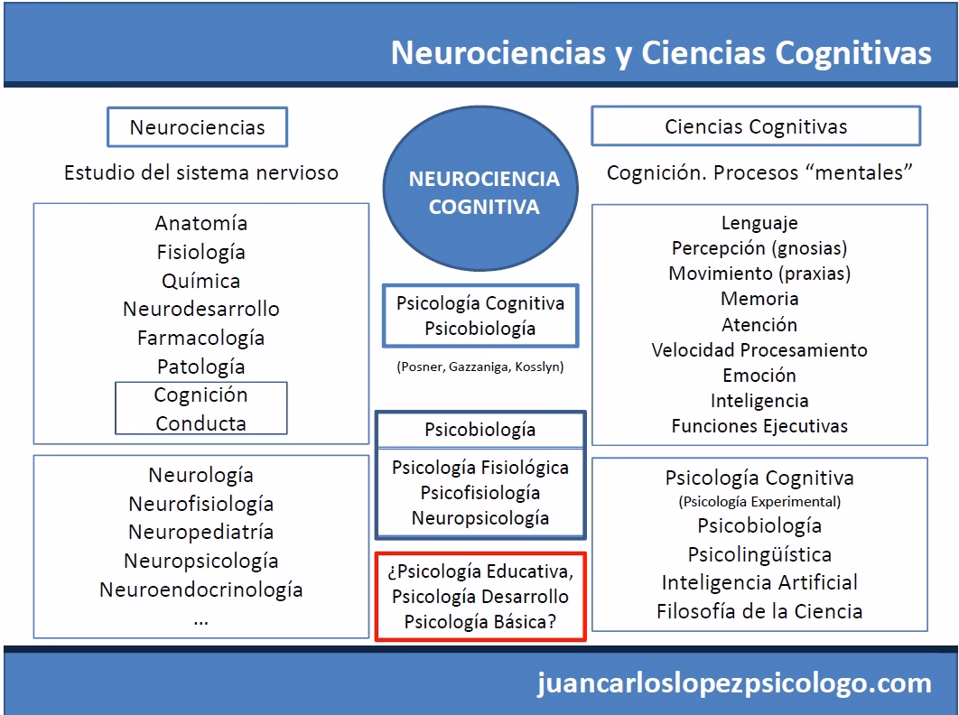 ¿Cómo aplicamos la neuroeducación o neurodidáctica al contexto educativo?