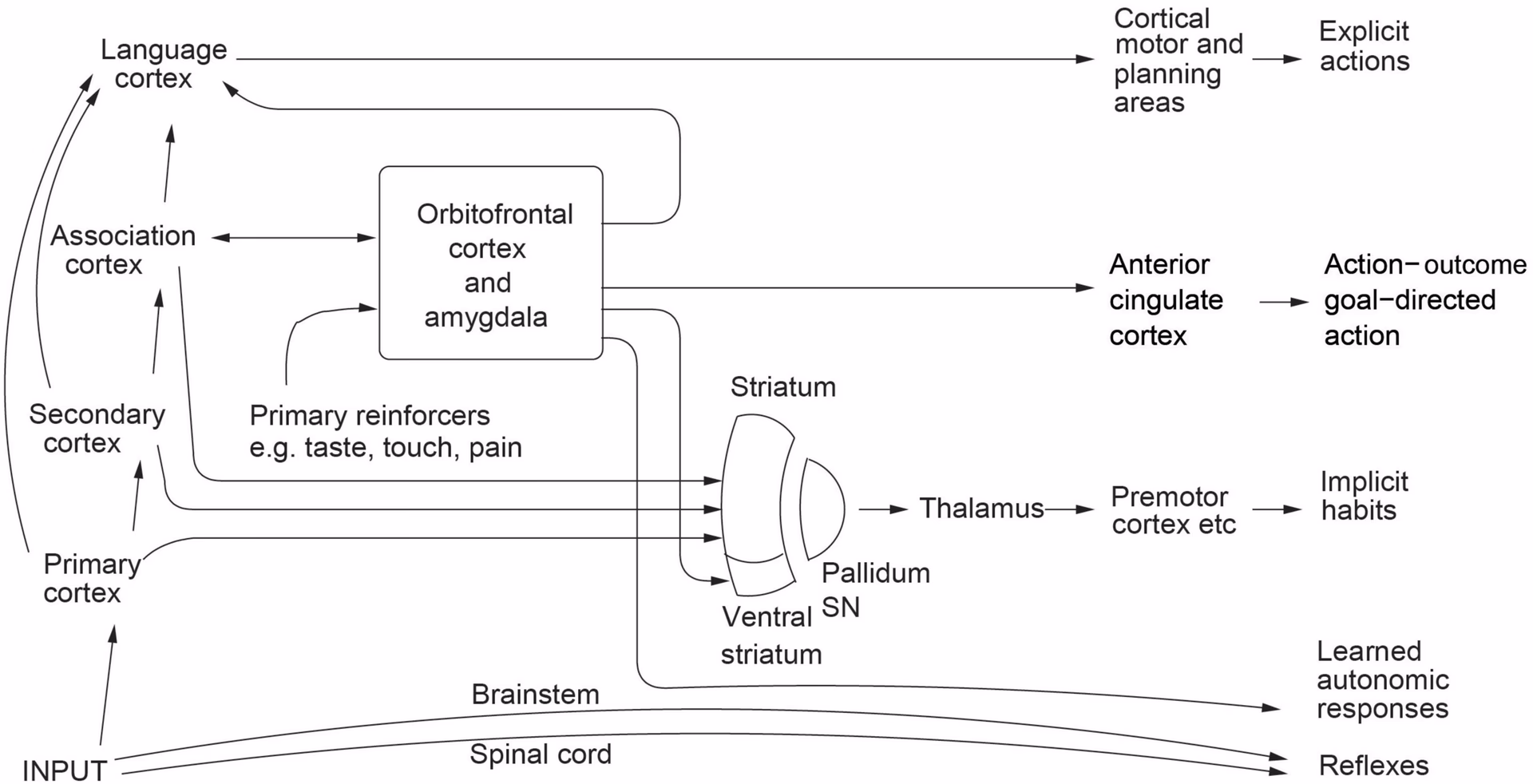 What is causal neuroscience?
