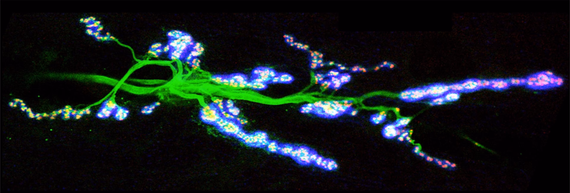 Does UTSA offer neuroscience?