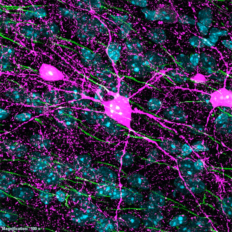 What is a cellular neuroscience major?