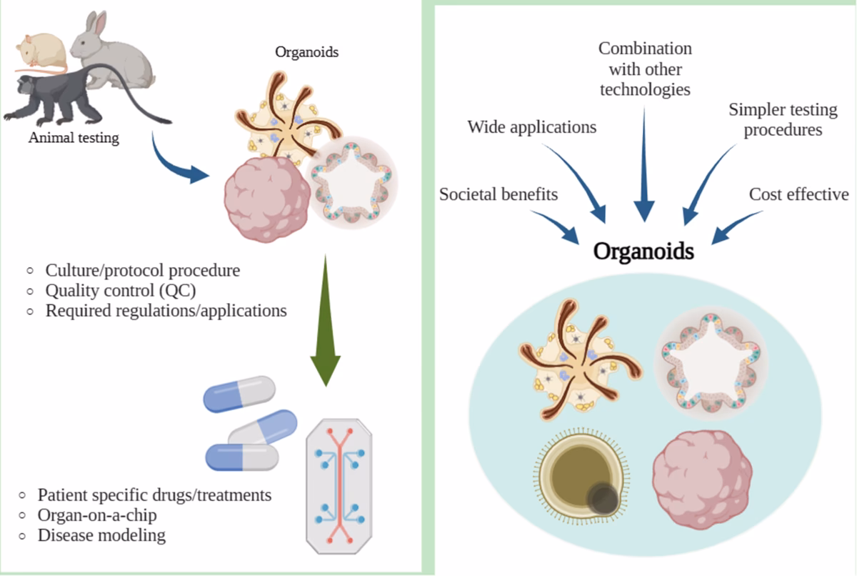 What animal models are used in regenerative medicine?