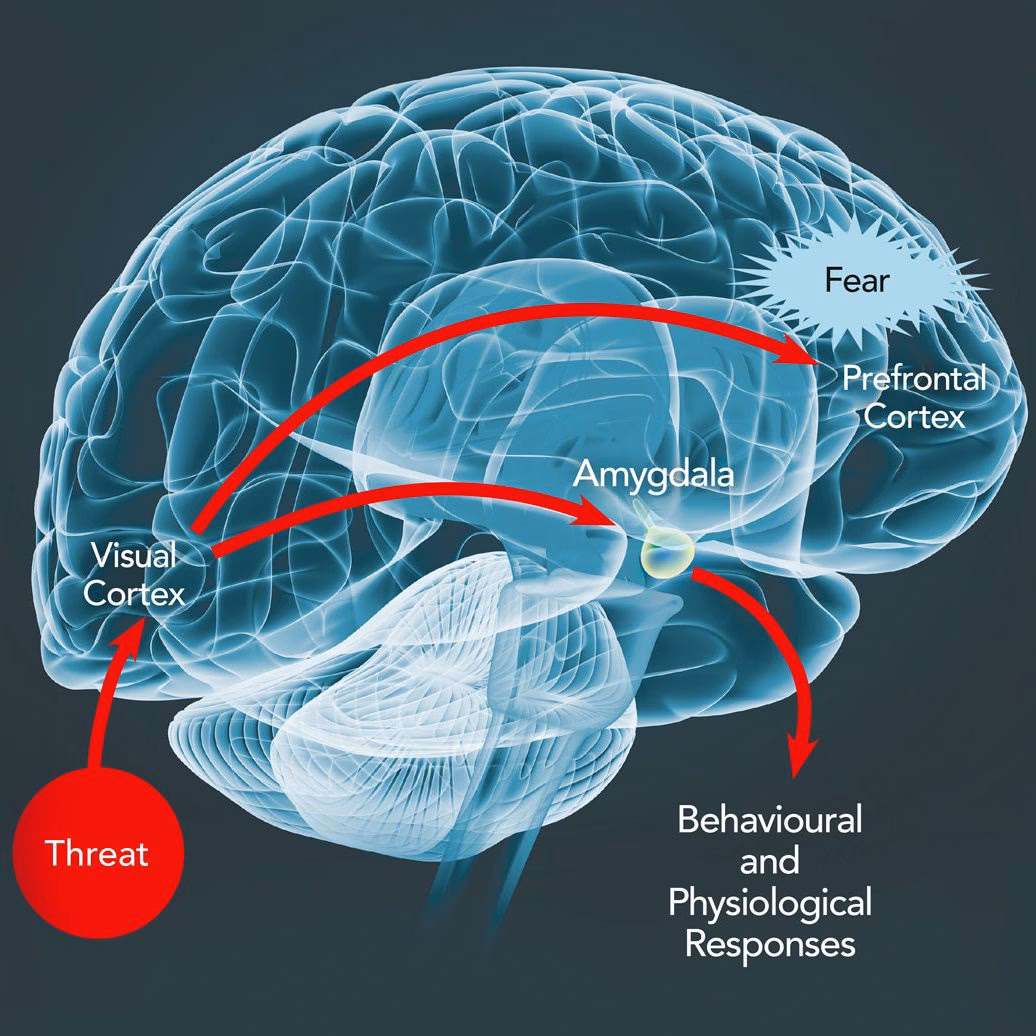 What part of the brain is responsible for fear and anxiety?
