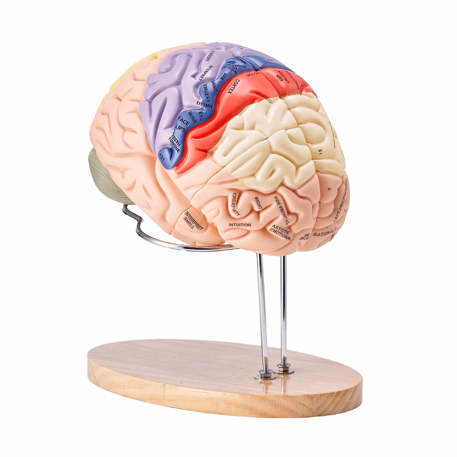 ¿Cómo se llama el cerebro más moderno del ser humano?
