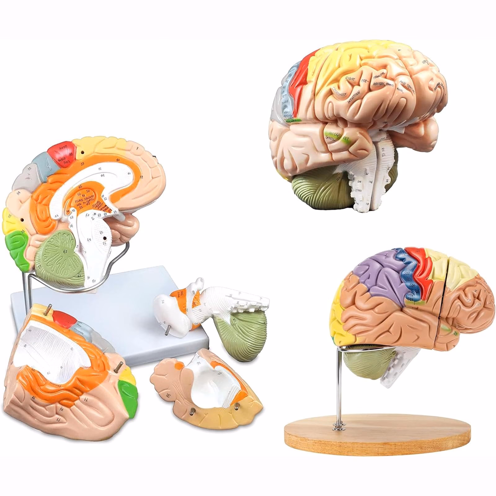 ¿Cómo se llama el cerebro más moderno del ser humano?