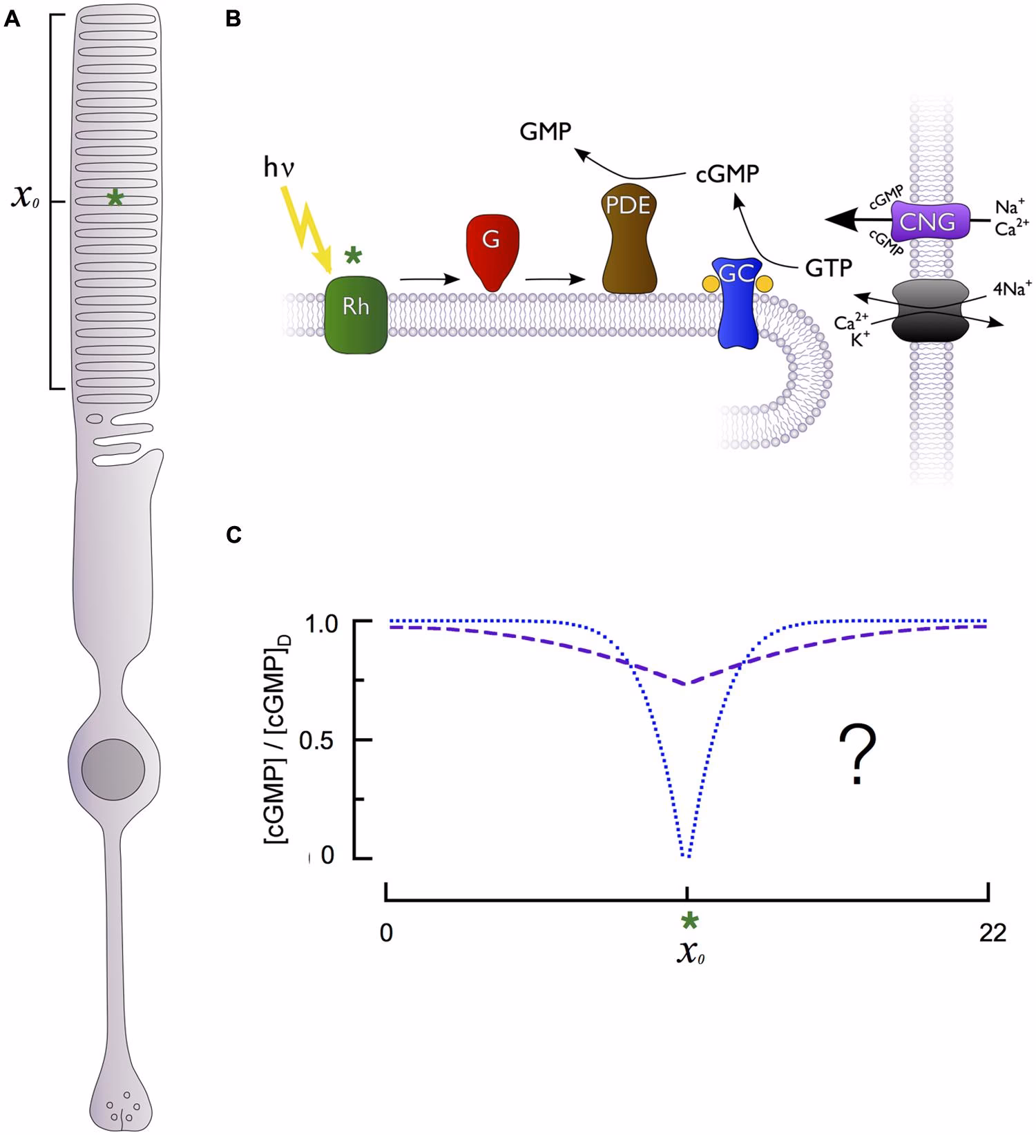 What does cGMP do in the eye?