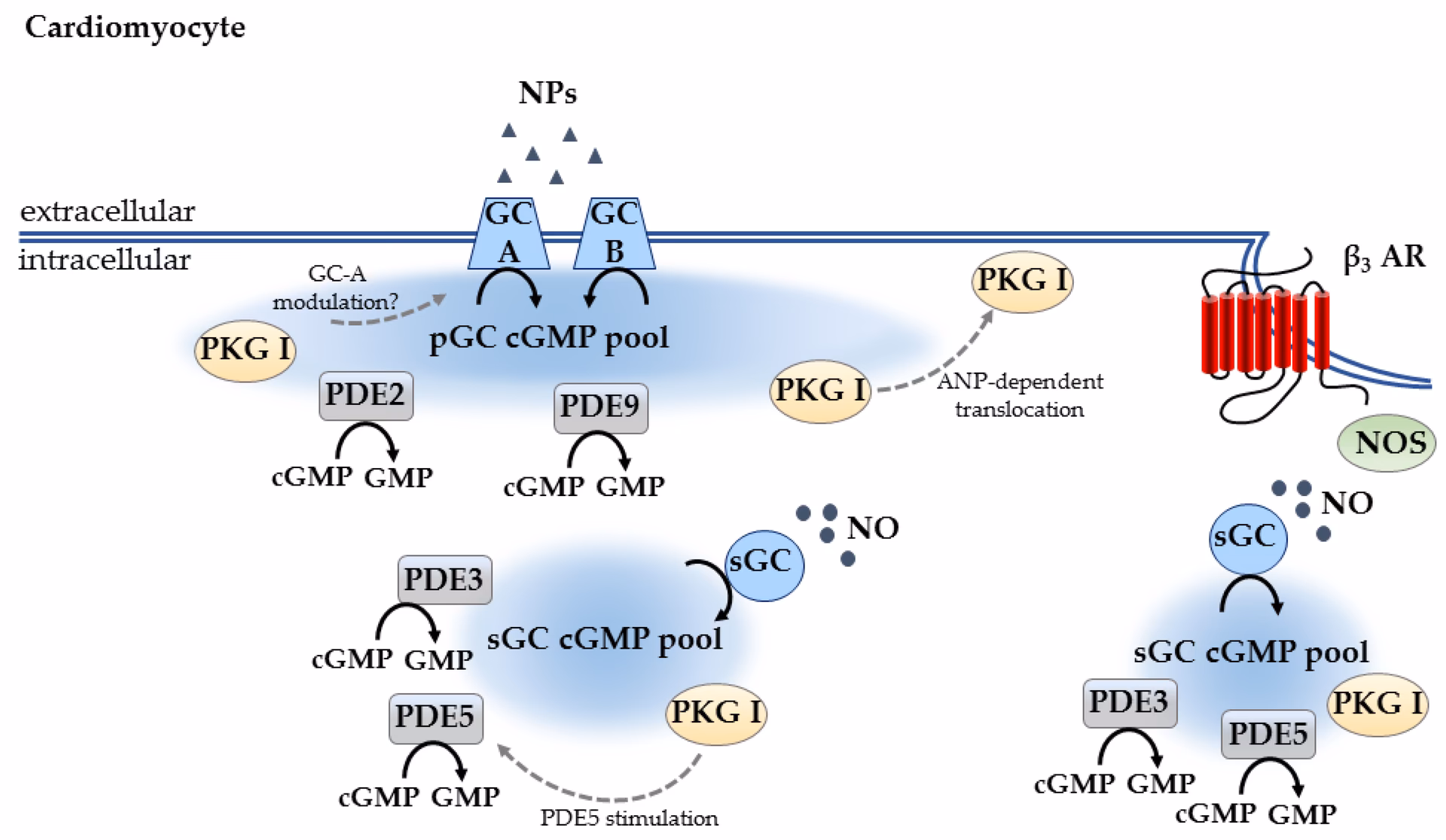 What is the role of cGMP in vasodilation?
