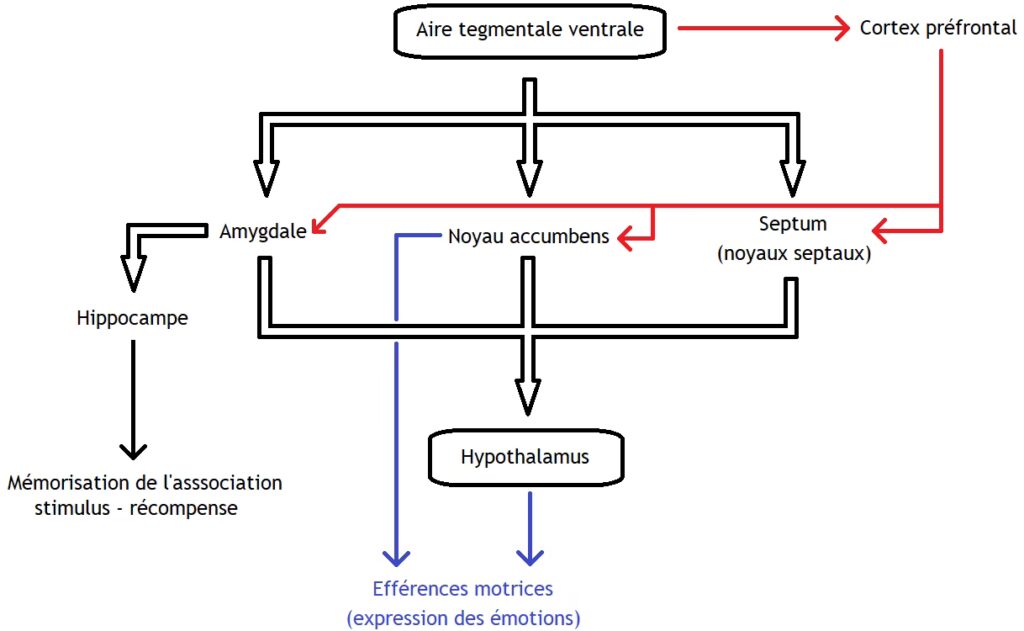 El Circuito de Recompensa Cerebral | iNeurociencias