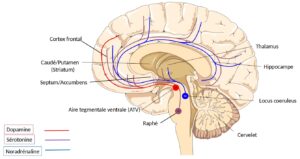 El Circuito de Recompensa Cerebral | iNeurociencias