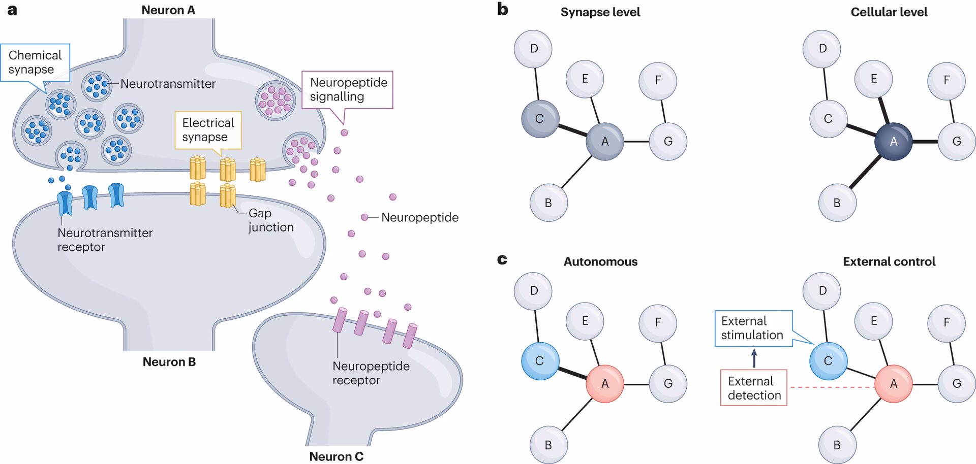 What is systems and circuits neuroscience?