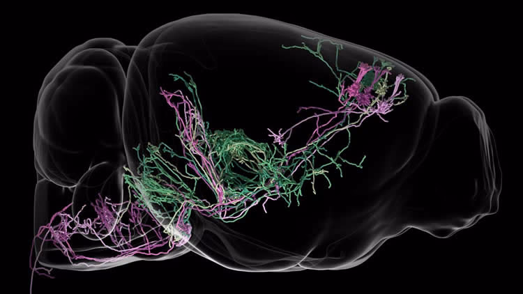 What is a neural circuit disorder?